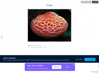 Fungus.tumblr.com